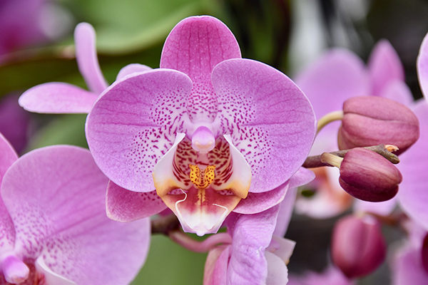 como cuidar orquídeas