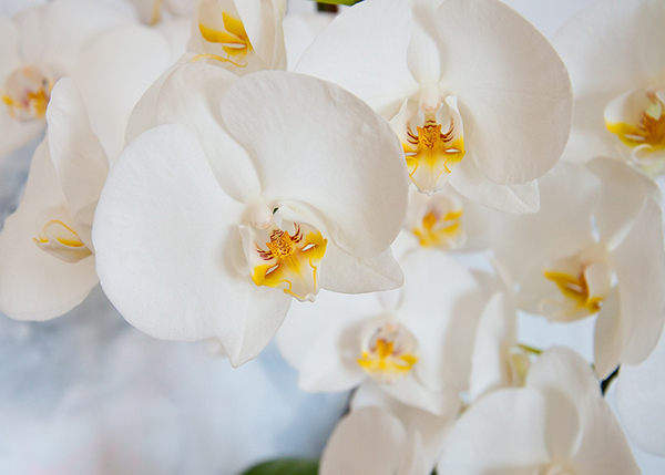 orquídeas cuidados