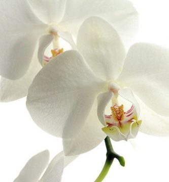 como regar orquídeas
